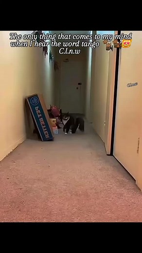 😂😂😂🤗 DM for Credit #funnycat #cat #cats #catsofinstagram #catlover #funnycats #cutecat #catlife #kitten #catstagram #catlovers #cutecats #meow #instacat #catoftheday #of #kitty #funny #instagram #catmemes #cute #catmeme #instacats #catloversclub #catlove #memes #catmodel #funnymemes #meme #kittens | 9Vaga_FlowersArt9