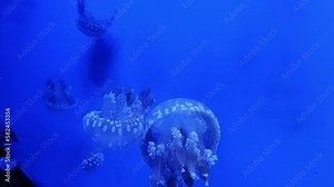 Jellyfish Museum. The jellyfish swims in the water, the video was filmed through the glass of the aquarium. Underwater life. Jellyfish on a blue background in the ocean aquarium Stock Video