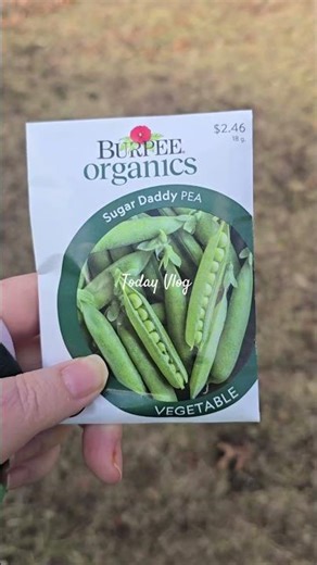 Winter sowing peas 🌱 cold start, strong roots—spring harvest coming! #springharvest #winterharvest