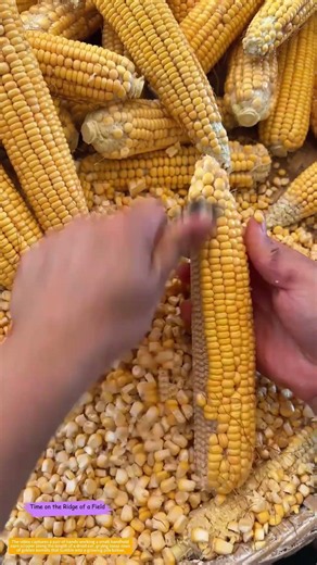 Kernel by Kernel: How a Tiny Blade Separates Corn from Its Core