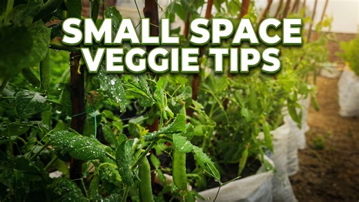 Container gardening made easy: Top vegetables to grow