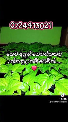 #tinyplants #farmer #nature #viral #youtubeshorts