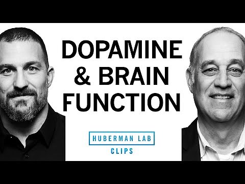 How Dopamine Impacts Brain Function | Dr. Mark D'Esposito & Dr. Andrew Huberman