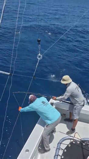 Two anglers on and one sailfish trying to swim under the boat 🎣🛥️ Can always be problematic when lines get tangled, but fortunately our crew are experienced enough to ensure this doesn't happen. #fishingcrew #sportfishing #trollfishing #offshorefishing #tamarindofishing | Rhino Charger Sport Fishing