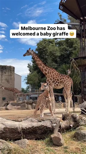 Meet Melbourne’s newest (and lankiest) resident! Melbourne Zoo recently welcomed another gorgeous giraffe calf, born exactly 6 months after his big brother. You can spot him playing with his sibling, copying the older giraffes, and testing out those long legs with occasional zoomies. We’re so lucky to have incredible wildlife in the heart of Melbourne – be sure to explore everything Melbourne Zoo has to offer! | City of Melbourne