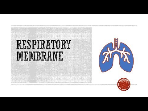 Respiratory Membrane - Anatomy & Physiology