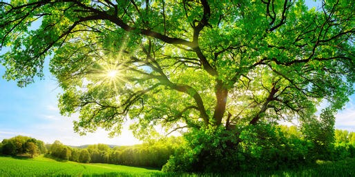 Do You Know Your Trees?