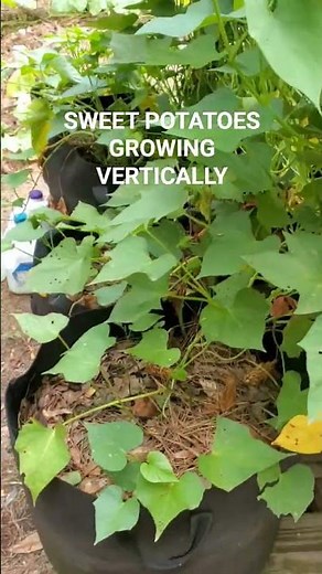 Sweet Potatoes Growing Vertically in Containers #gardening #sweetpotato #growyourownfood