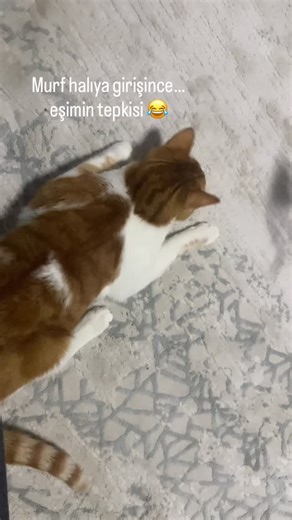 Deniz Peker on Instagram: "Bu evde halılar stresli 😂 #catlovers #kediaşkına #funnycatvideos #funnycatsofinstagram #funny #yummycat"