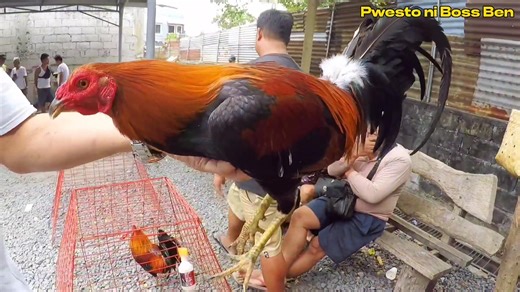May Quality at Budjet meal ng Mga Manok sa Malabon Pet Market | Manok ni Bakie TV