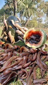 Watermelon fishing trapping video #fish #video #reels #trap | Only Fishing