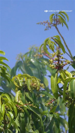 🥭🚁 Drone Mango Spraying with DJI Agras T50 The DJI Agras T50 brings powerful canopy penetration and consistent coverage to mango orchards improving efficiency, reducing labor, and enhancing crop quality. The future of fruit farming is here. Aerosmart Sales Details Email : sales@aerosmart.ae Call / WhatsApp: 971 501 57 6093 Website: https://www.aerosmart.ae #Mango #Drone #DJI #Agriculture #Machine #Farming #DJIAgrasT50 #Agritech #UAV #PrecisionAgriculture #SmartFarming #Aerosmart | Aerosmart UA