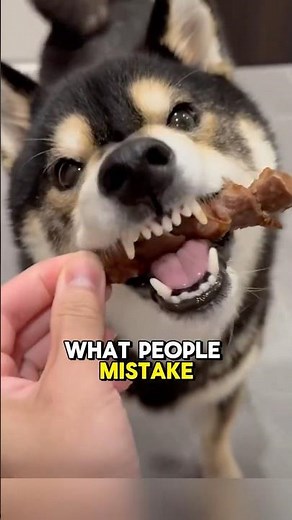 🐾 Shiba Inu: why they always do things their own way 🐕🦊 #shibainu #dogshorts