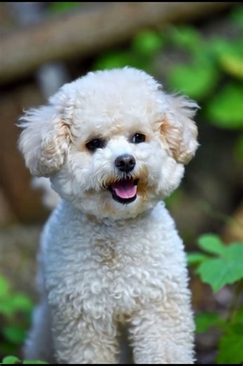 CUTE BICHON DOG 8 #cute #dog #bichonhavanese #bichon
