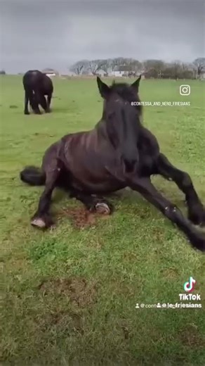 Nero & Contessa From Sleep to Speed – Enjoying Life in the Fields