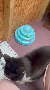 20K views · 644 reactions | Homed Barney’s hungry again bless him a man after my own heart x | ARC - Anna's Rescue Centre | Facebook