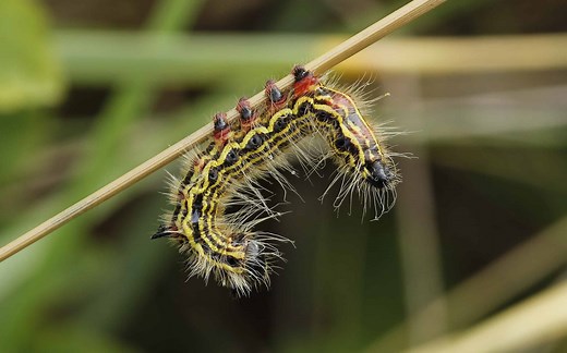 15 Caterpillars Found in Hawaii (6 Are Poisonous)