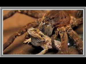 Giant Spider Vs Bird | Wolf Spider vs Mouse | Spider vs Lizard