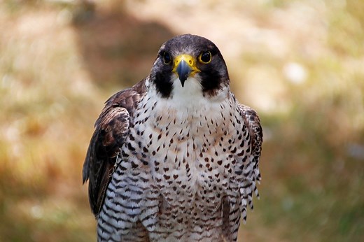Peregrine Falcon - Meigs Point Nature Center, Madison, CT