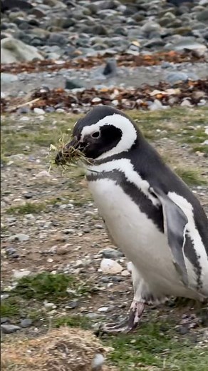 PINGUINS na ISLA MAGDALENA ~ Patagônia Chilena ~ Punta Arenas