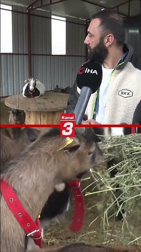 New trend in pets: Dwarf goats
