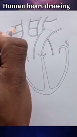human heart drawing in easy way