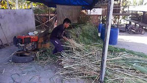 3.2K views · 37 reactions | Chopping of fresh napier for silage making. | Barte Farm | Facebook