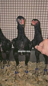 14K views · 735 reactions | O SHAMOS CHICKS SHAMO UK BIRDS #everyone #allfollowers #birds #chicken | SHAMO UK | Facebook
