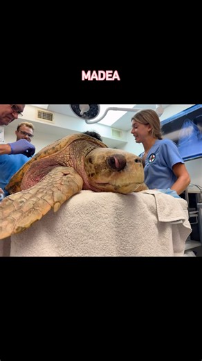Keep shining 🌟🐢🥰! Madea, a gorgeous adult loggerhead sea turtle came up to the hospital for her annual physical yesterday! #seaturtlehospital #seaturtle #seaturtlerescue #seaturtlelove #loggerhead #turtlestar #adoptable #connectandprotect #compassioniscontagious #madea #keepshining #biganimals @turtlebette | The Turtle Hospital