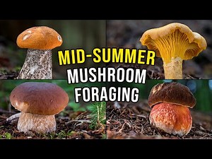 SURPRISING Mushroom Finds In The Middle of Summer 2025 - Wild Mushrooms Foraging In A Forest