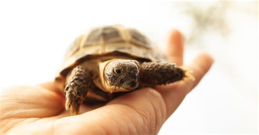 This Little Tortoise Shows Us We've Been All Wrong About Their Portable Shell-ters