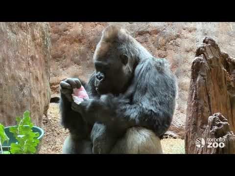 🎉🦍 Happy 26th Birthday, Zwalani 🦍🎉