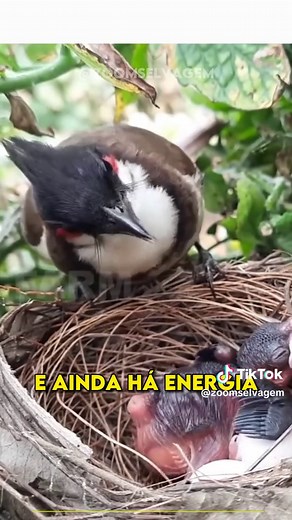 Por que mães pássaros comem o cocô dos filhotes?