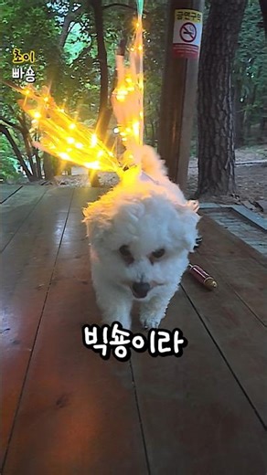 빅숑이라 못날아요 ㅋ #강아지 #dog #반려견 #bichonfrise #비숑프리제