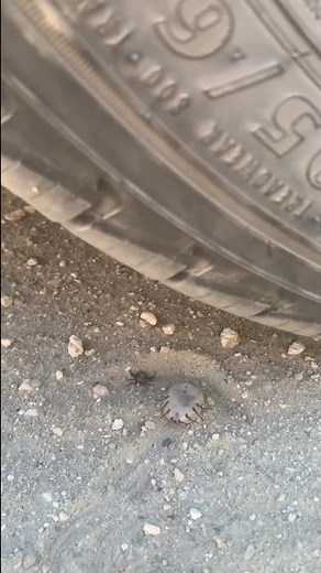 Crushing the World’s Biggest Tick with a Car #shorts