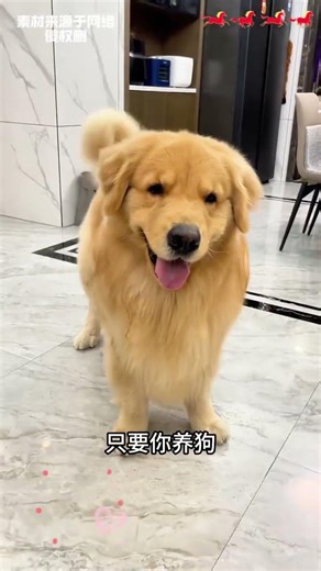 How to Correctly Educate Your Dog When It Makes a Mistake - A Gentle Approach