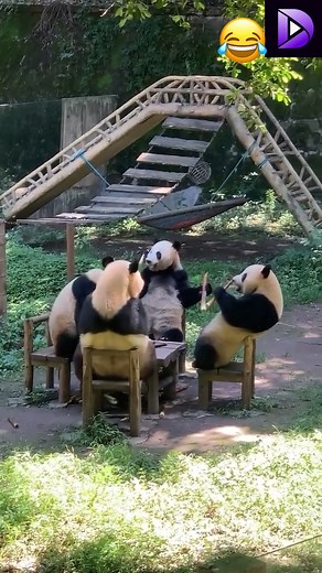 Incluso los pandas comenzaron a comer en la mesa🐼con familias, ¿Te gustan los pandas🐼?🥰🥰 | DailyTube