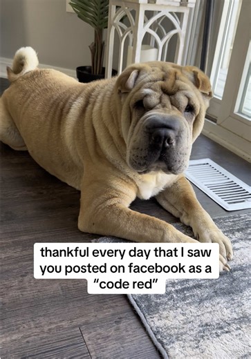 Adopting the Handsomest Shar Pei: A Rescue Story