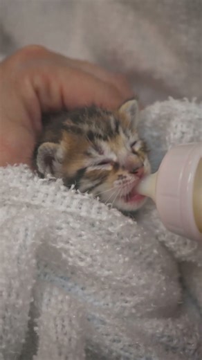 Newborn Kitten Drinking Milk From a Bottle 🍼🐱 So Tiny and Cute! #kitten #newbornkitten #cutekitten
