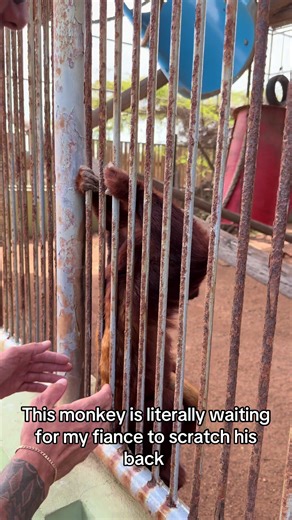 Dr. Doolittle I swear #monkey #animalwhisperer #animals