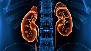 Your kidneys have a very important job. Amazing facts to know about the bean-shaped organs: | WebMD