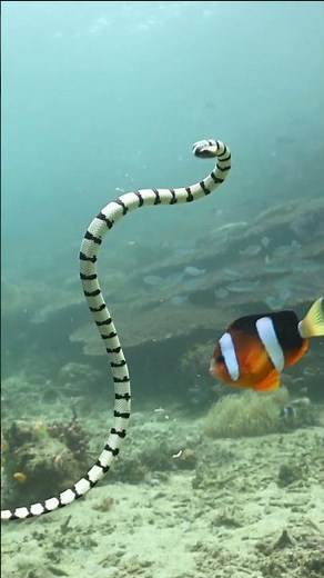 Meet one of Lembeh’s most fascinating residents, the banded sea krait (Laticauda colubrina).