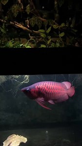 Arowanafishfarm 👈 visit Super red arowana #reelsfacebook #sydney #arowana #australia #aquarium #usa | Arowanafishfarm