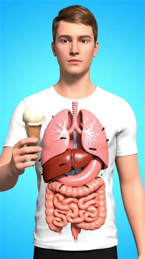 The Amazing Journey of Ice Cream Inside your Body | 3d Animated Content #FYP #icecream #anatomy #viral #creatorsearchinsights