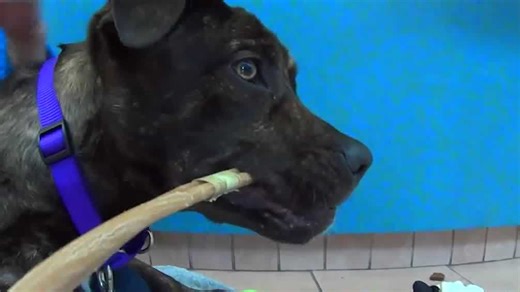 'A unicorn of a dog': Five-legged dog up for adoption