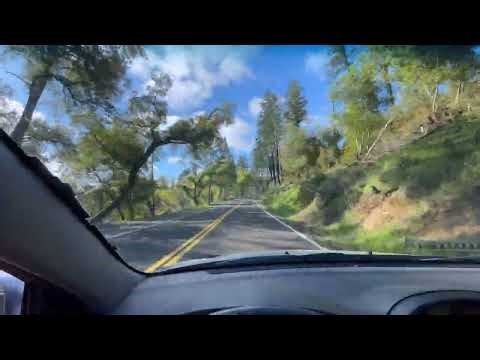 Wrong Tree Wrong Place