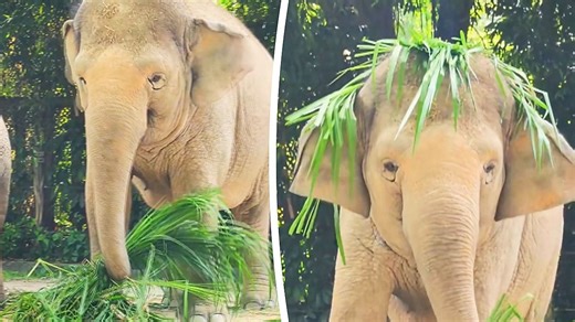 Elephant makes herself a 'grass hat' in China