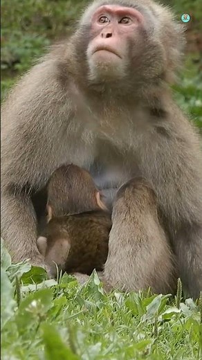 Life of Baboons: A Thrilling Survival Journey in the Natural World