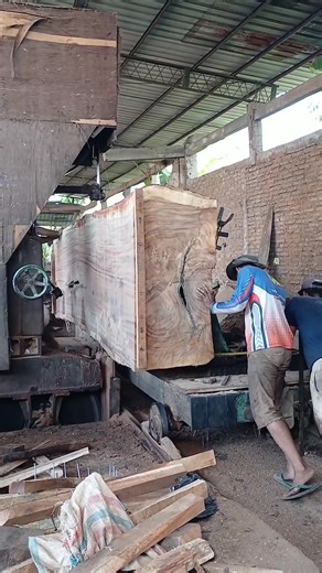 Cutting a big tree#nature #naturehub #woodworking