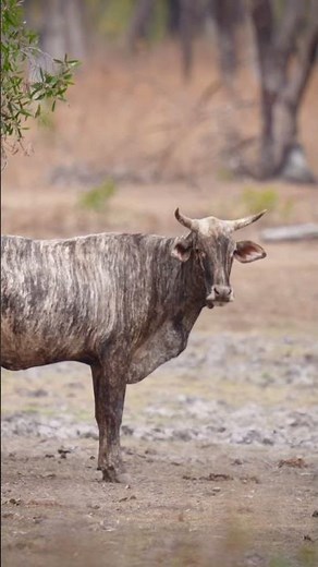 Hunting Feral Cattle “Scrub Bulls” in Australia